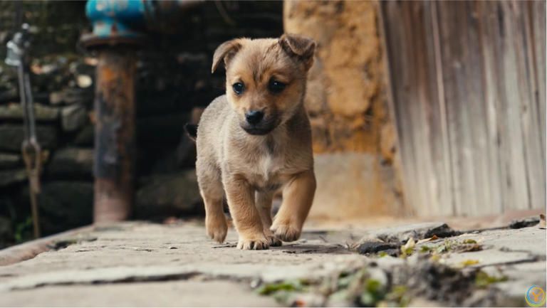 狗是由狼驯化过来的吗？答案来了！