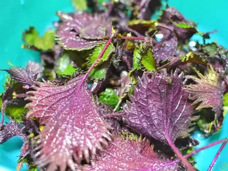 夏至后使劲吃，一开胃，二消炎，三护心，四去湿，随手一炒特别香