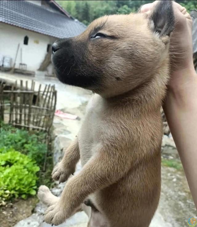 请不要叫它们土狗，它们的原名叫中华田园犬。