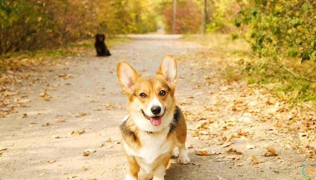 柯基犬基础训练全攻略：从入门到精通的步骤详解！