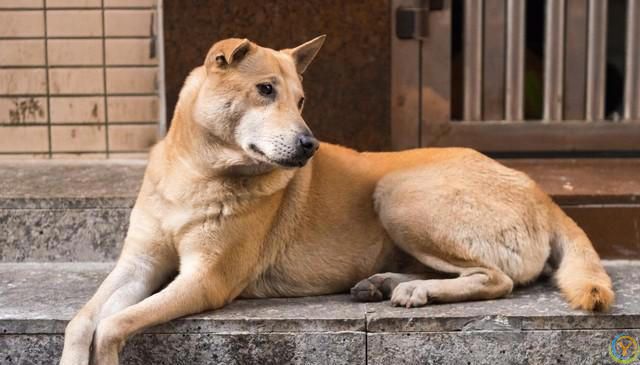 请不要叫它们土狗，它们的原名叫中华田园犬。