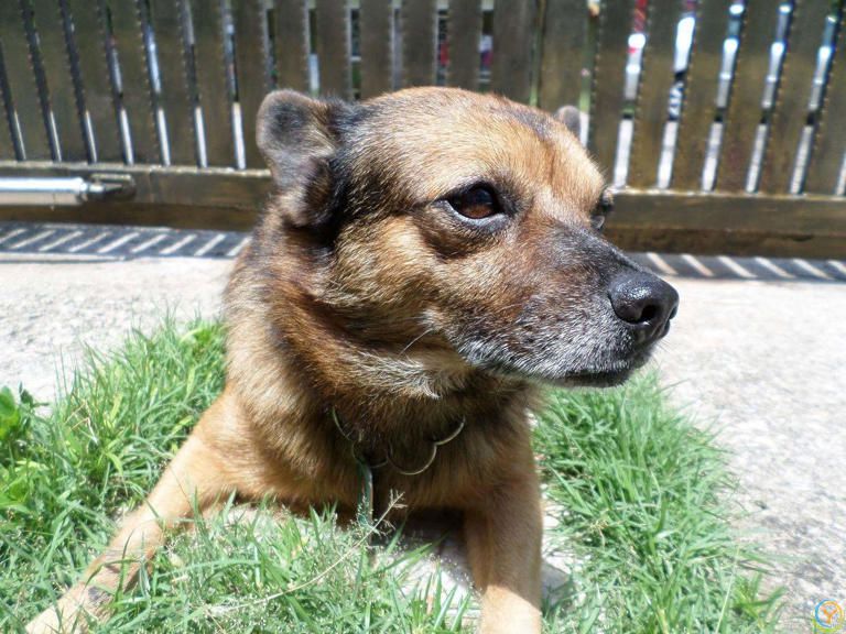 狗是由狼驯化过来的吗？答案来了！