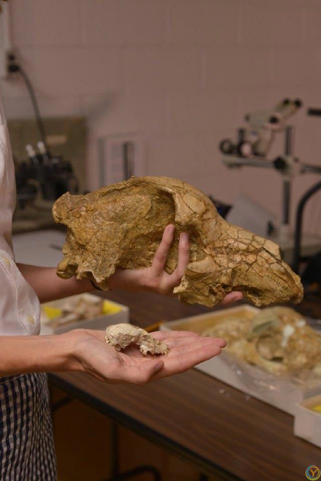 狗是由狼驯化过来的吗？答案来了！