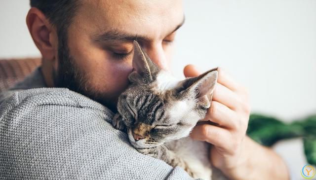 与猫的心灵对话：三大技巧，让你与爱猫情深似海