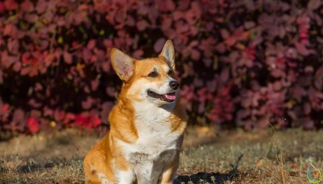 柯基犬基础训练全攻略：从入门到精通的步骤详解！