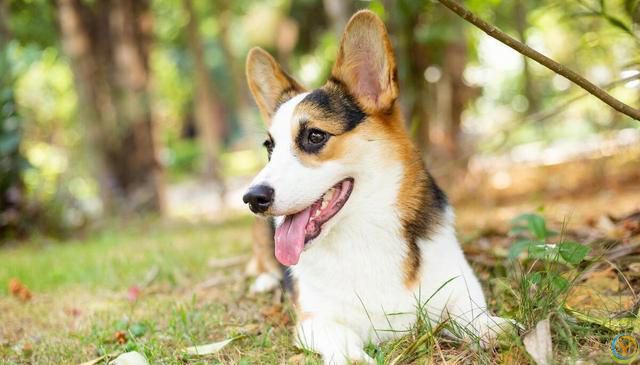 柯基犬基础训练全攻略：从入门到精通的步骤详解！