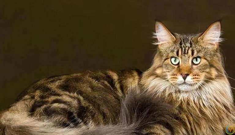 橘猫胖成球却活22年，布偶黏人却掉毛，哪种猫最适合你？