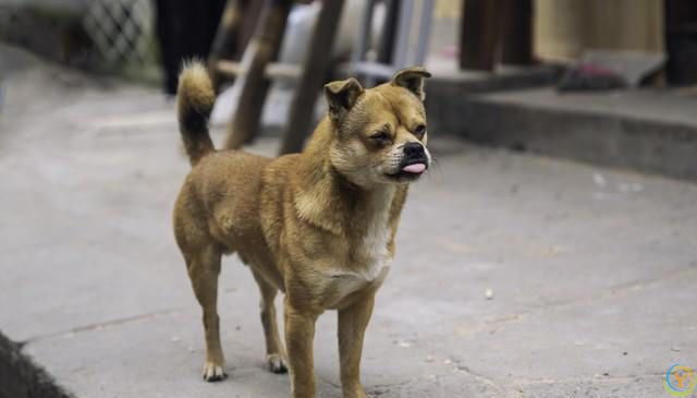 请不要叫它们土狗，它们的原名叫中华田园犬。