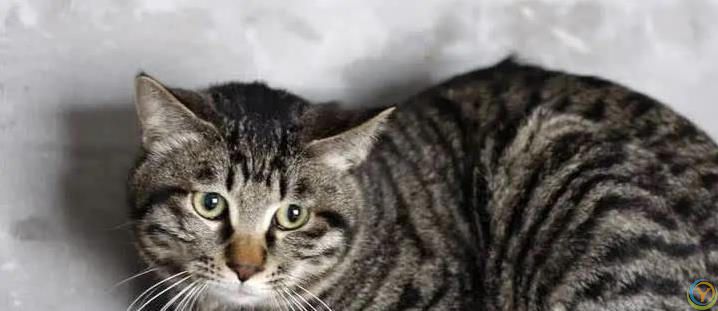 橘猫胖成球却活22年，布偶黏人却掉毛，哪种猫最适合你？