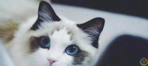 布偶猫颜值爆表脾气好，养一只治愈生活，你心动没？