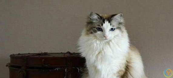 布偶猫颜值爆表脾气好，养一只治愈生活，你心动没？