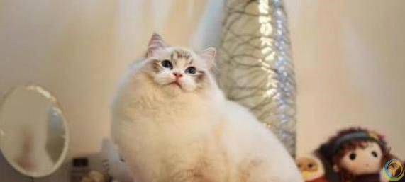 布偶猫颜值爆表脾气好，养一只治愈生活，你心动没？