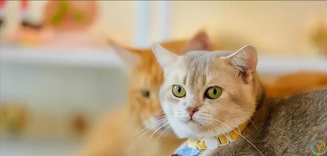 打了猫咪，猫咪会记仇么？