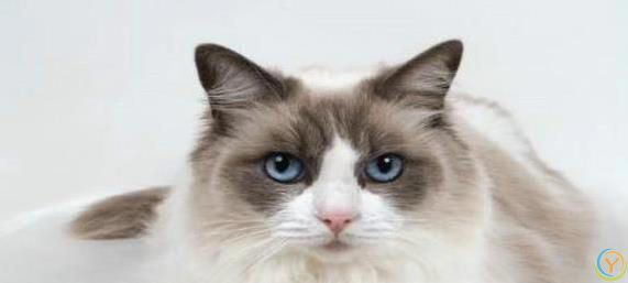 布偶猫颜值爆表脾气好，养一只治愈生活，你心动没？