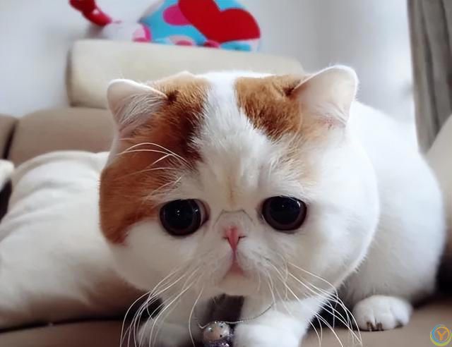 为什么全世界的猫都知道自己叫“咪咪”？