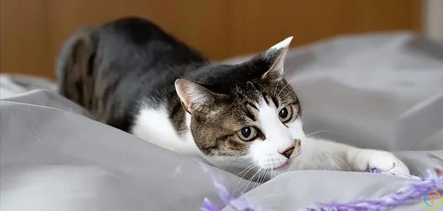 打了猫咪，猫咪会记仇么？