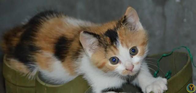 为什么全世界的猫都知道自己叫“咪咪”？