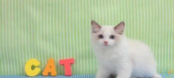 布偶猫颜值爆表脾气好，养一只治愈生活，你心动没？