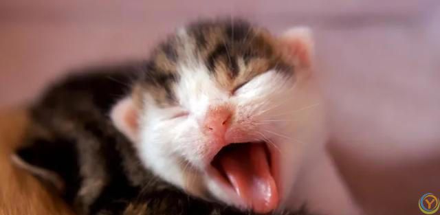 为什么全世界的猫都知道自己叫“咪咪”？