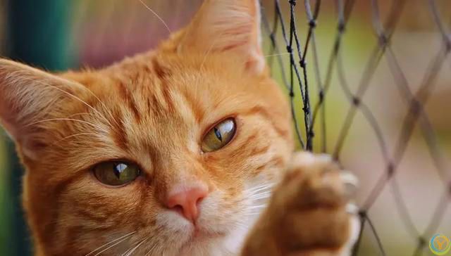 为什么全世界的猫都知道自己叫“咪咪”？