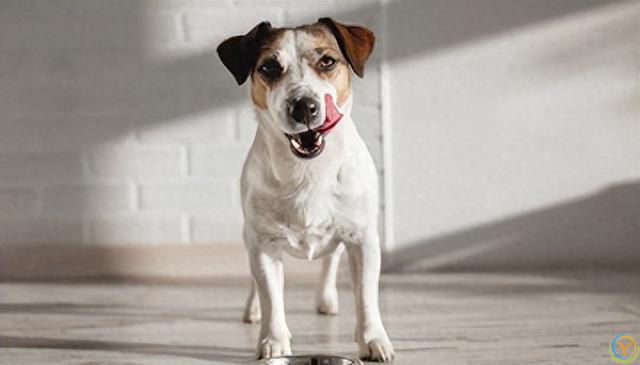 狗狗饮食全攻略：如何为你的爱犬定制***餐单？