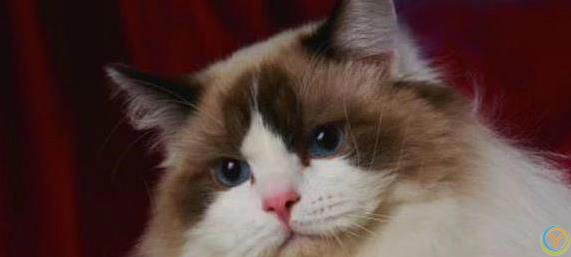 布偶猫颜值爆表脾气好，养一只治愈生活，你心动没？