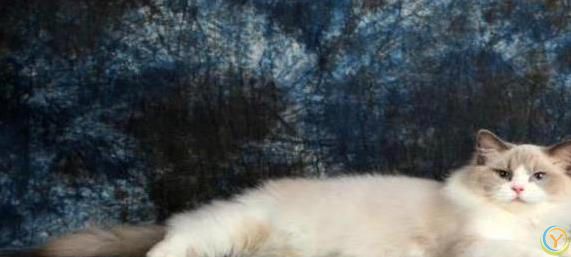 布偶猫颜值爆表脾气好，养一只治愈生活，你心动没？