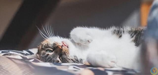 打了猫咪，猫咪会记仇么？