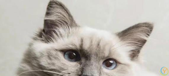 布偶猫颜值爆表脾气好，养一只治愈生活，你心动没？