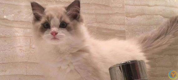 布偶猫颜值爆表脾气好，养一只治愈生活，你心动没？