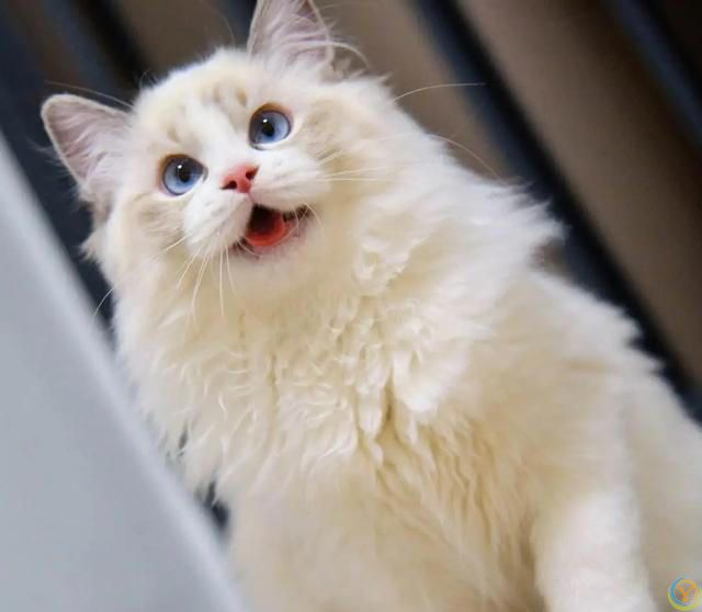 为什么全世界的猫都知道自己叫&ldquo;咪咪&rdquo;？