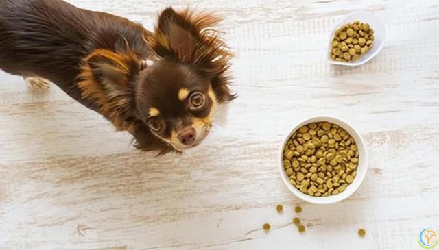 狗狗饮食全攻略：如何为你的爱犬定制***餐单？