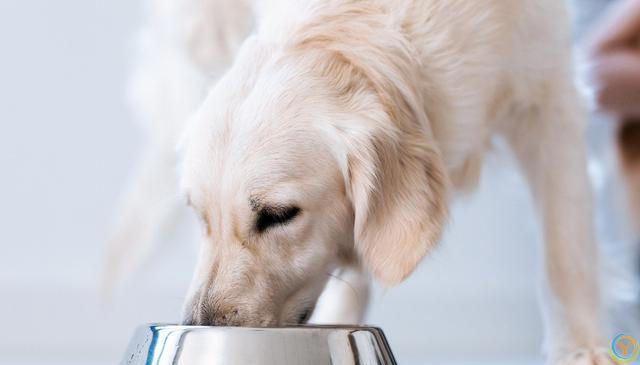狗狗饮食全攻略：如何为你的爱犬定制***餐单？