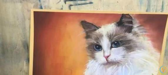 布偶猫颜值爆表脾气好，养一只治愈生活，你心动没？