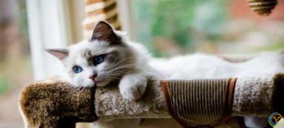 布偶猫颜值爆表脾气好，养一只治愈生活，你心动没？