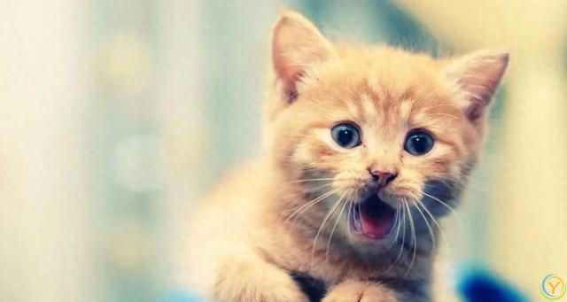 为什么全世界的猫都知道自己叫“咪咪”？