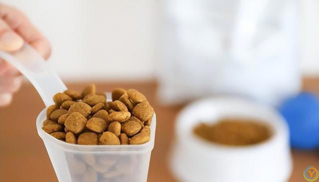 狗狗饮食全攻略：如何为你的爱犬定制***餐单？