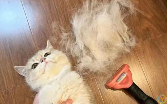 猫咪蹭你超治愈，家里却变毛毯，你还敢养吗？