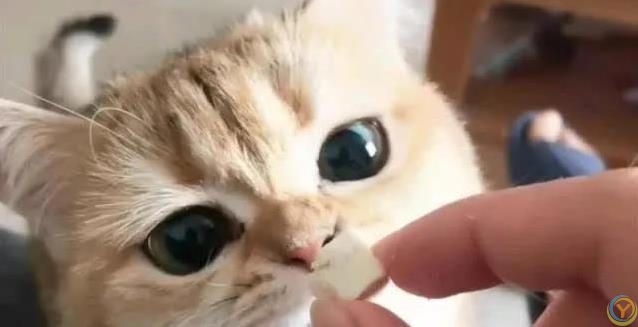猫咪吃啥最健康？人类食物藏惊喜，奶酪鱼肉它都爱！