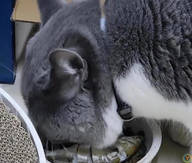 猫咪吃啥最健康？人类食物藏惊喜，奶酪鱼肉它都爱！