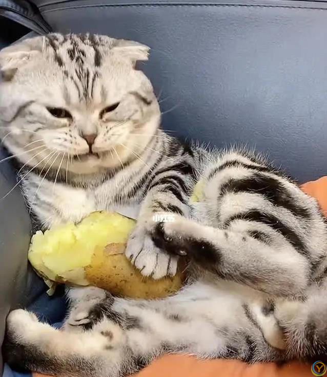 猫咪吃啥最健康？人类食物藏惊喜，奶酪鱼肉它都爱！