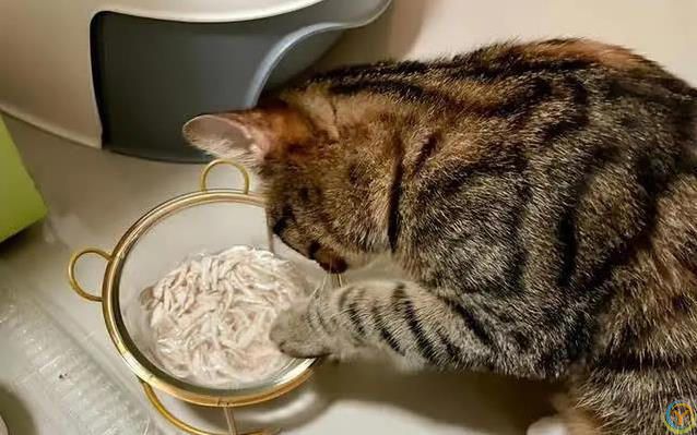 猫咪吃啥最健康？人类食物藏惊喜，奶酪鱼肉它都爱！