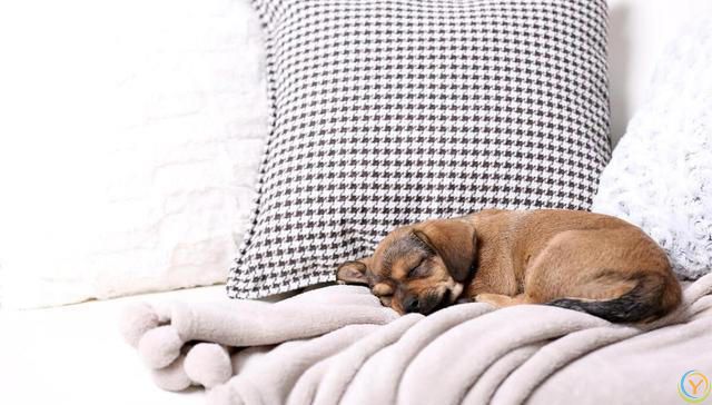 狗狗不同睡姿代表不同的性格，你家狗属于哪一种？