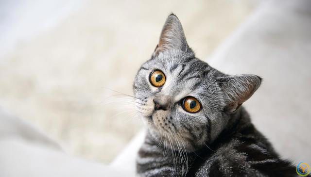 猫咪为什么喜欢吃鸡肉冻干？