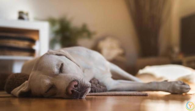 狗狗不同睡姿代表不同的性格，你家狗属于哪一种？