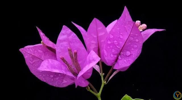 花香淡雅花型好看，养花就选这三种，好打理易开花！