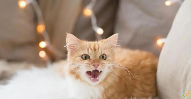 猫咪迷恋纸箱藏身术，豪华猫窝成摆设，你家猫也这样吗？