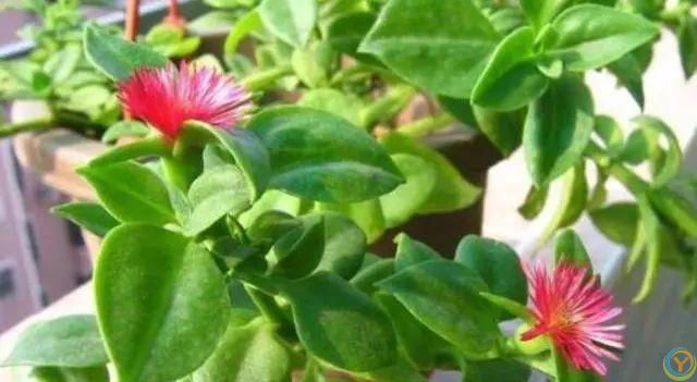 花香淡雅花型好看，养花就选这三种，好打理易开花！