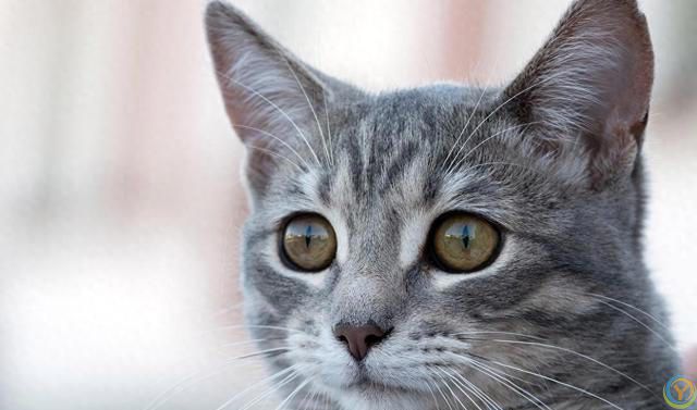 猫咪为什么喜欢吃鸡肉冻干？