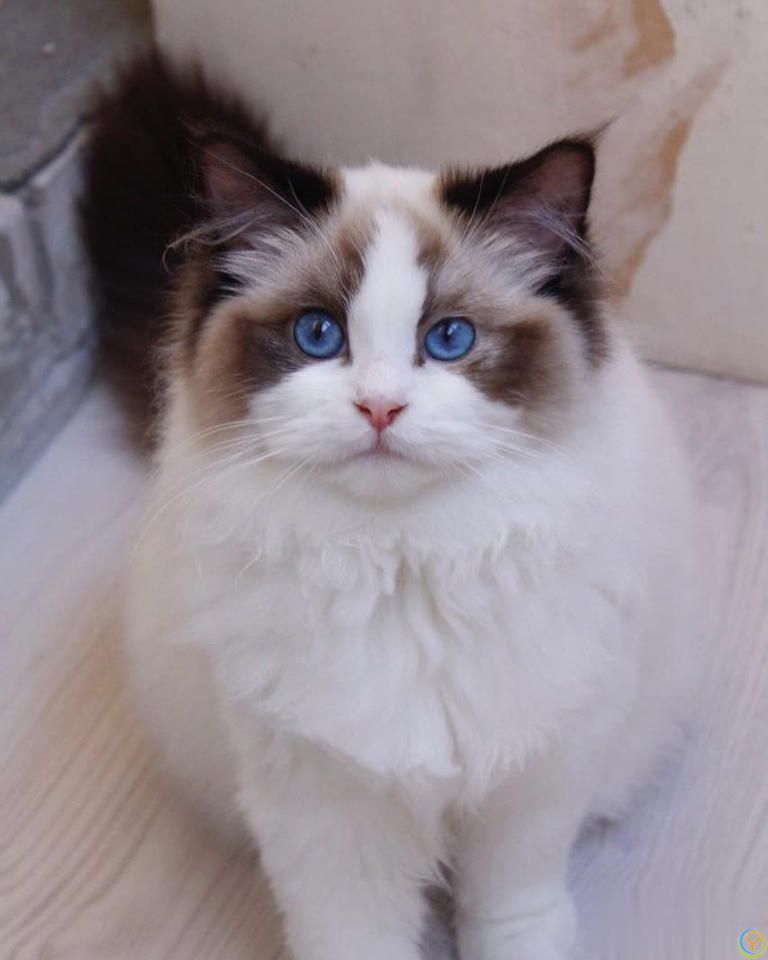 别吓我了喵！猫咪惊慌时最该避免的3件事